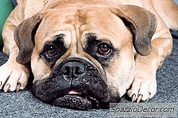 Cara Menghentikan Anak Anjing Dari Mengunyah Karpet
