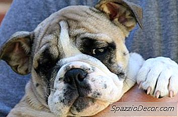 Como Impedir Um Filhote De Cachorro De Chorar E Latir Em Uma Caixa