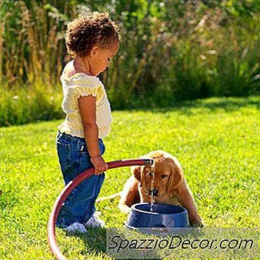Como Impedir Um Cachorro De Brincar No Prato De Água