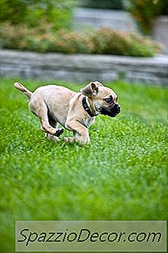 Cómo Evitar Que Un Cachorro Se Escape Cuando Se Acerca