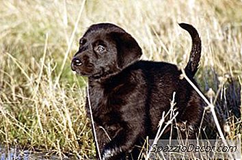 Πώς Να Σταματήσετε Το Μαύρο Labrador Σας Από Το Γαύγισμα