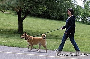 Come Fermare Il Cane Dal Mangiare Il Cestino Quando Sei Andato