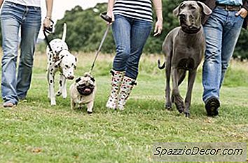 Comment Arrêter Votre Chien De Grogner Chez Ses Amis