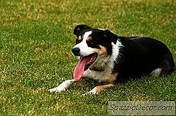 Köpeğinizin Sürülmesini Önleme