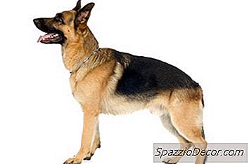 如何加强德国牧羊犬的弱P骨病