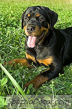 Yetişkin Bir Rottweiler Bakımı Nasıl Yapılır