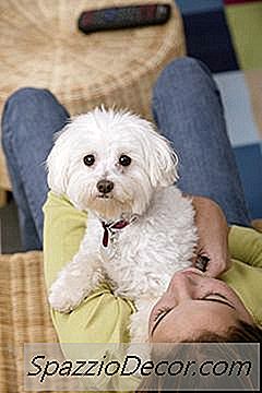 Hvernig Á Að Gæta Bichons