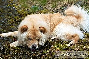 Yeni Chow Puppy'Ime Nasıl Bakılır