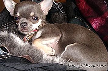 Como Cuidar De Uma Chihuahua Grávida