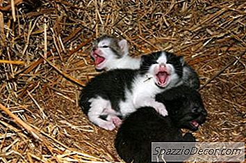 Hoe Om Te Gaan Met Voortijdige Pasgeboren Kittens