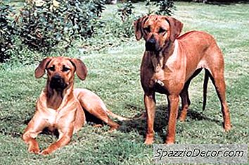 ローデシアン・リッジバック子犬の世話をする方法