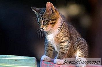 Comment Dompter Un Chaton Agressif