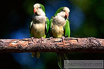 Cómo Domesticar A Un Loro Cuáquero