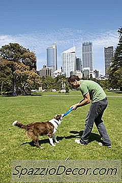 एक फ्रिसबी को पकड़ने के लिए एक सीमा कोली कैसे सिखाएं