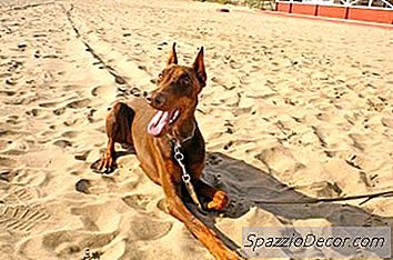 Как Да Научим Доберман Да Се Целува