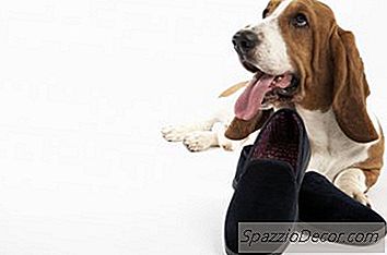 Een Hond Leren Slippers Te Halen