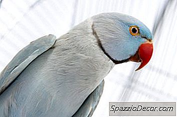 Bir Halka Boyun Parakeet Yaşını Nasıl Anlatabilirim