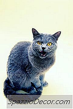 Como Saber A Diferença Em Um Gato Azul Russo De Um Gato Doméstico