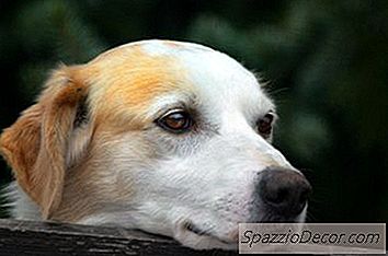 ¿Cómo Saber Si Un Perro Es Demasiado Flaco?