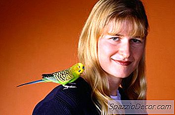 Kako Znati Je Li Vaš Budgie Podigao Ruku