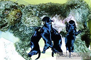 Cum Sa-Ti Dai Seama Daca Caninul Tau Intra In Munca