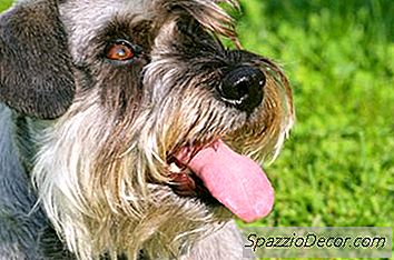 Hoe Weet Je Of Je Puppy Van Schnauzer Klein, Standaard Of Groot Is