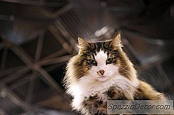 Làm Thế Nào Để Nói Với Một Con Mèo Rừng Na Uy Từ Một Tabby?