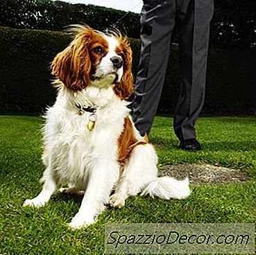 Ako Toaletné Vlak King Charles Španiel