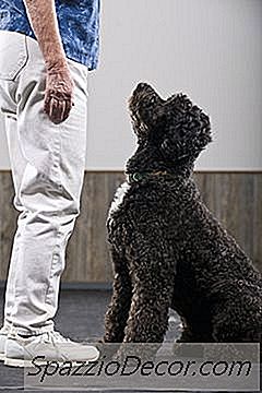 Sådan Træner Du En 3-Årig Hund