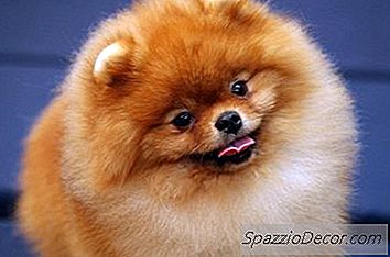 Como Treinar Um Pomerânia De 5 Anos De Idade
