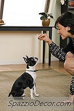 Bagaimana Untuk Melatih Terrier Boston Untuk Melakukan Trik