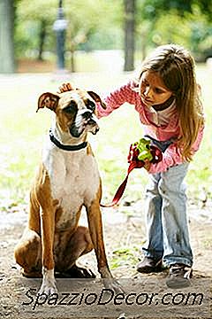 Een Boxerhond Trainen Om Te Gehoorzamen