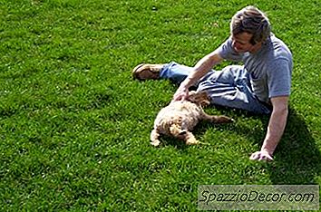 Comment Dresser Un Chiot Cockapoo