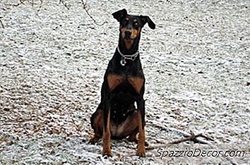 Wie Man Einen Dobermann Zum Bleiben Trainiert