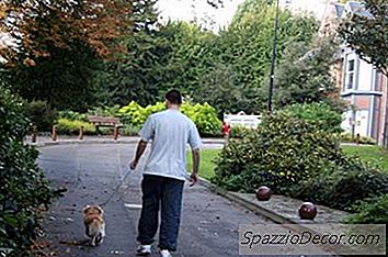 Como Treinar Cães Dentro De Casa Com Uma Trela ​​
