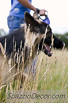 Comment Entraîner Un Chien De Berger Allemand À Suivre Des Sentiers