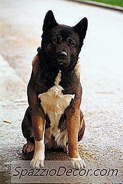 Wie Trainiere Ich Japanische Akitas