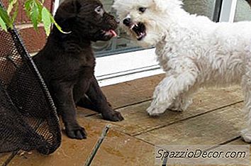 Как Да Тренираме Кученца Да Не Се Бият Помежду Си