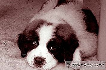 Jak Wytresować Szczenięta Bez Skakania