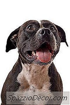 Cum Să Antrenezi Un Terrier De Staffordshire Bull Terrier