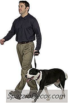 Een Koppige Hond Trainen