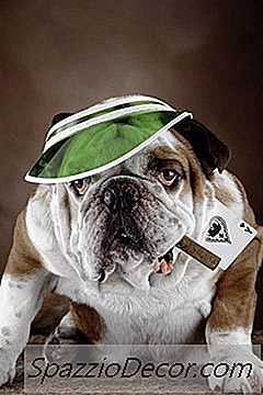 Trainieren Sie Eine Hartnäckige Englische Bulldogge