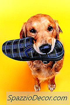 Hoe Je Je Hond Traint Om Niet Op Kauwschoenen Te Spelen