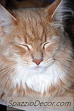 Hoe Ernstig Gematteerd Bont Te Behandelen Op Een Kat