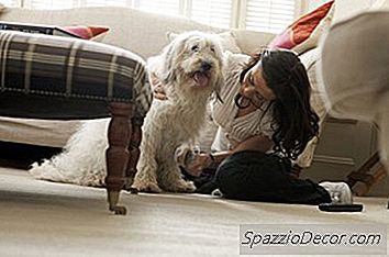วิธีการตัดแต่ง Labradoodle