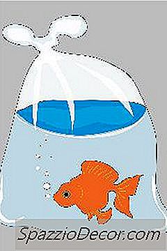 Sådan Uncloud En Goldfish Tank