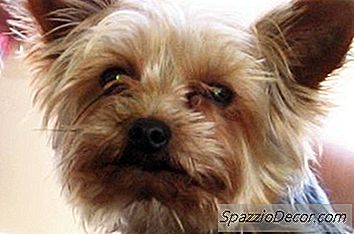 Cara Menggunakan Berus Slicker Di Yorkies