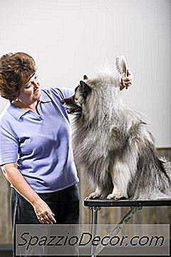 Cómo Usar Cepillos Lisos En Perros