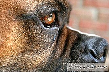 Como Filhotes De Pugilistas