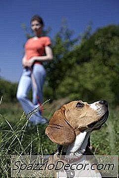 多动的小猎犬
